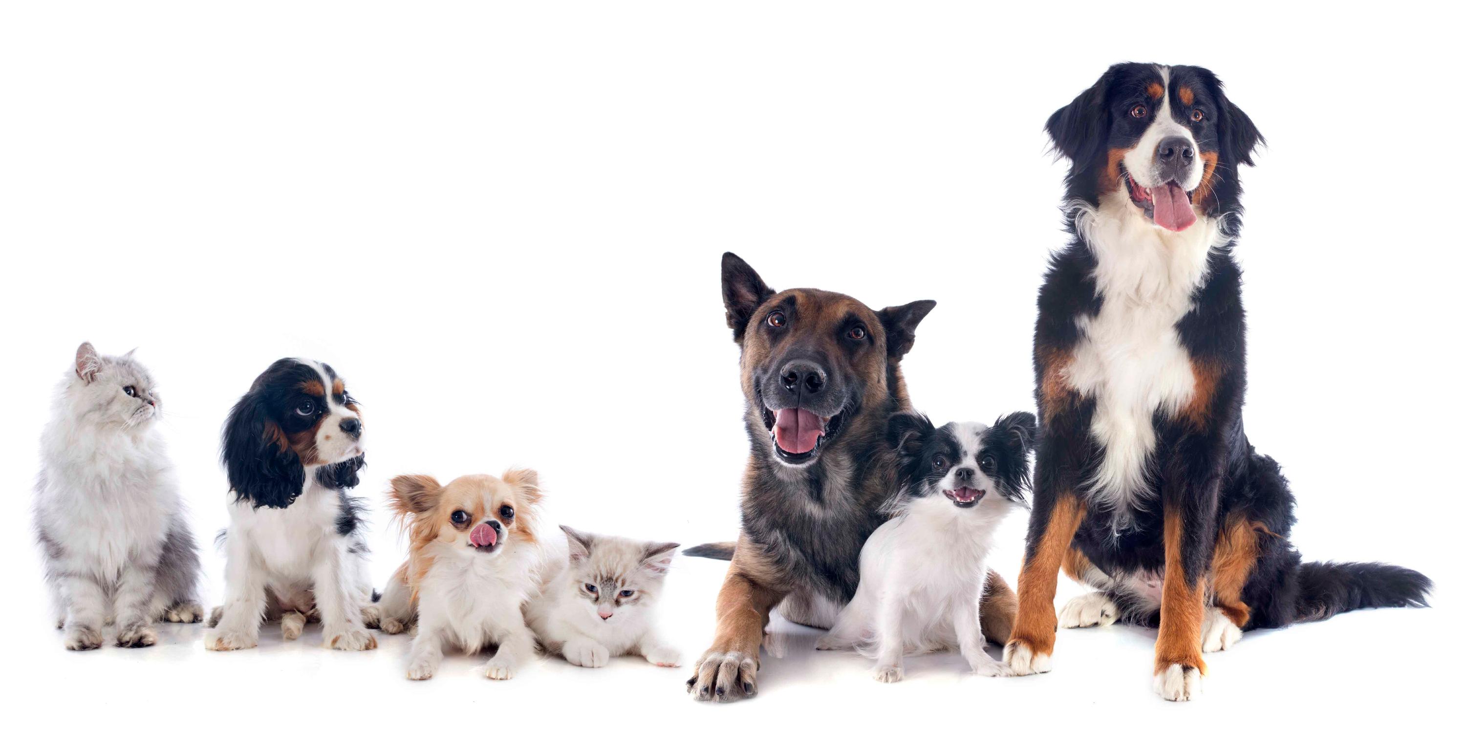 dogs-cats